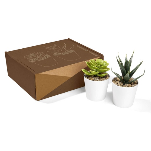 [SET DE PLANTAS ALISO BLANCO] KTC 750 B